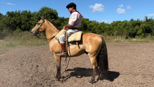 Caballo Gateado manso y funcional tipo criollo