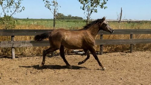 Potra deportiva cruza arabe por cuarto de milla de trabajo