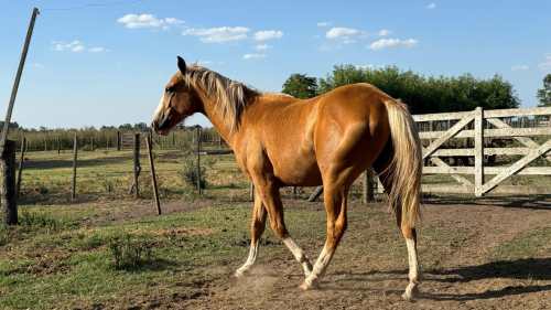 Potro bayo ruano cruza cuarto de milla