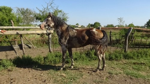 Padrillo overo negro