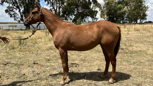Caballo alazan mestizo manso y nuevo