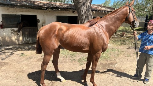 Caballo SPC padrillo Buen Streaming