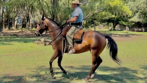 Yegua zaina colorada mansa hecha a campo