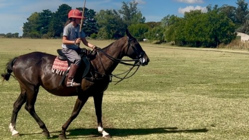 Yegua zaina mansa escuela y jugadora