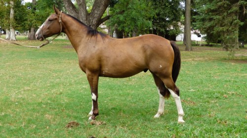 Caballo zaino muy manso nuevo y funcional