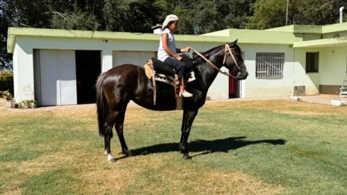 Yegua picaza mansa escuela nueva y funcional