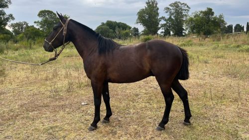 Petiso oscuro muy manso y nuevo