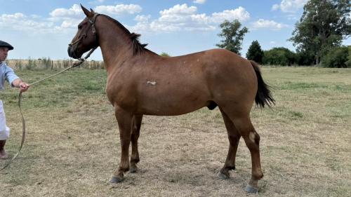Caballo Alazan de trabajo