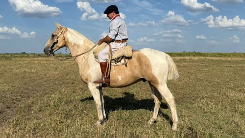 Caballlo Tobiano bayo de trabajo