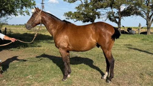 Caballo Zaino muy manso y funcional