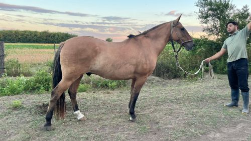 Caballo Gateado manso escuela garantido