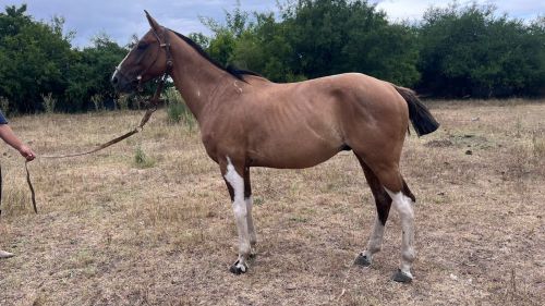 Caballo Gateado manso de andar  para alguien con un mínimo de manejo