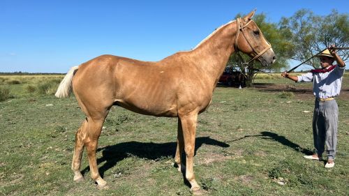 Caballo destacado bayo naranjo manso garantido