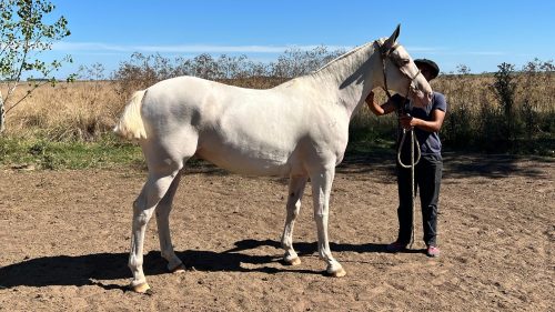 Caballo tordillo funcional manso y nuevo