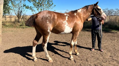 Caballo overo alto manso y funcional