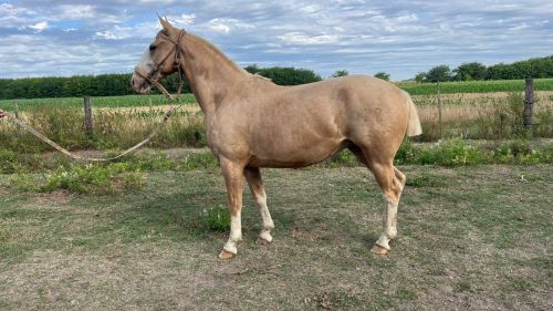 Caballo Bayo manso garantido calzado de cuatro