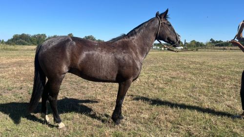 Yegua mora mansa criolla pura sin registro