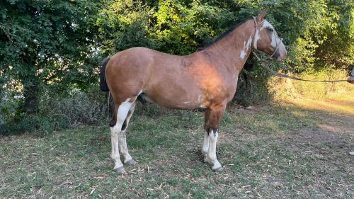 Caballo overo gateado manso y funcional