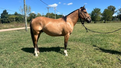 Caballo Gateado criollo puro con papeles manso
