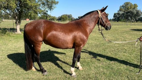 Caballo colorado criollo puro inscripto