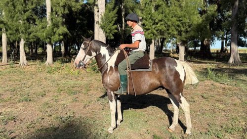 Caballo tobiano negro manso completo