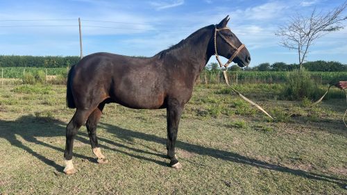 Caballo manso garantido escuela