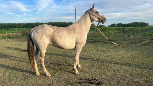 Yegua overa rosada mansa garantida