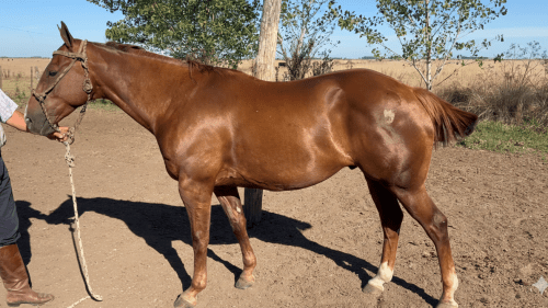 Caballo tostado funcional manso y nuevo
