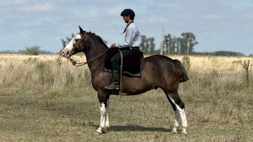 Caballo Picaso overo manso y funcional