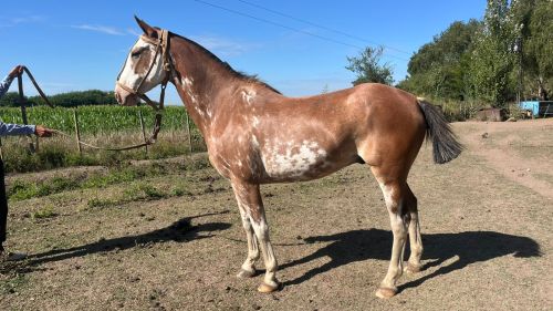 Caballo Overo colorado manso 