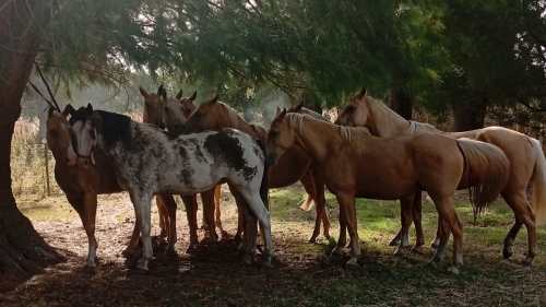 Tropilla de Bayos Ruanos nuevos, mansos de andar