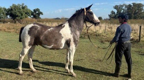 Caballo Overo Negro de 8 años manso
