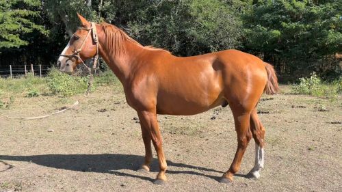 Caballo Alazan cruza cuarto milla