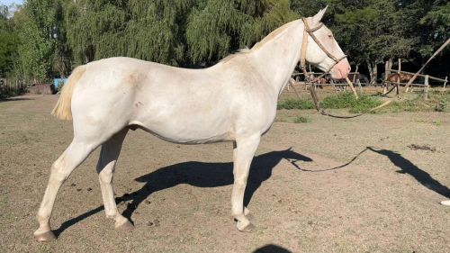 Caballo Bayo huevo de pato con los dos ojos sarcos