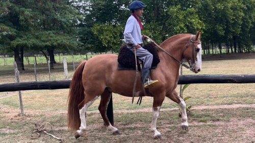 Caballo Gateado Overo funcional