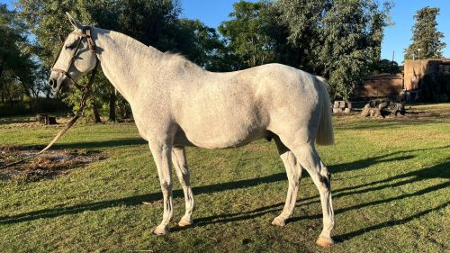 Caballo Tordillo canela de buen fisico manso escuela y funcional