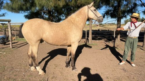 Caballo bayo manso y funcional