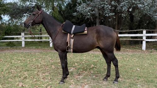 Caballo zaino muy alto escuela