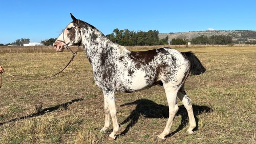 Caballo overo manso y funcional con doma de campo
