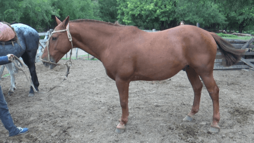 Caballo tostado  manso y funcional