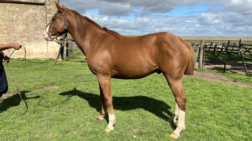 Caballo alazan cuarto de milla nuevo y muy manso