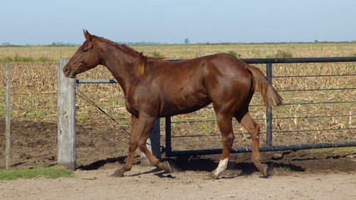 Potro tostado cuarto de milla sin registro destacado