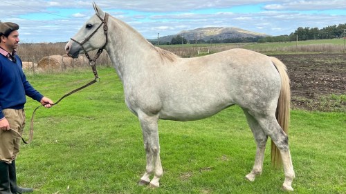 Yegua tordilla entrepesada de 8 años