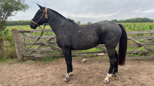 Caballo Moro cabeza negra Criollo puro inscripto “Patacon Sofisticado”