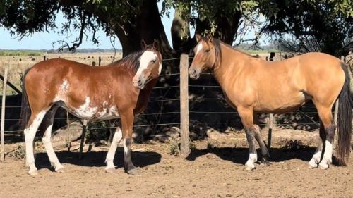 Potras Overa Colorada y Gateada