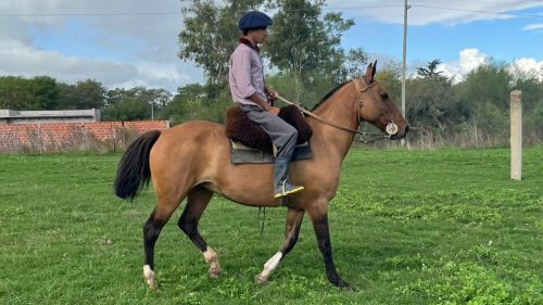 Yegua gateada mansa escuela