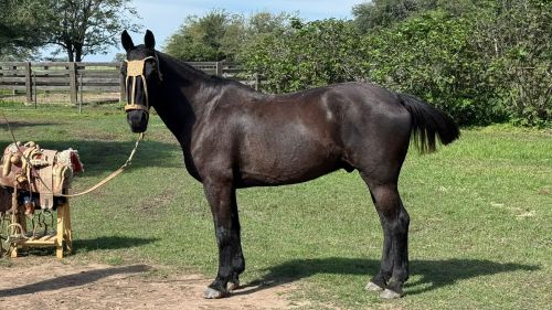Caballo Oscuro tapado entrepesadomanso escuela