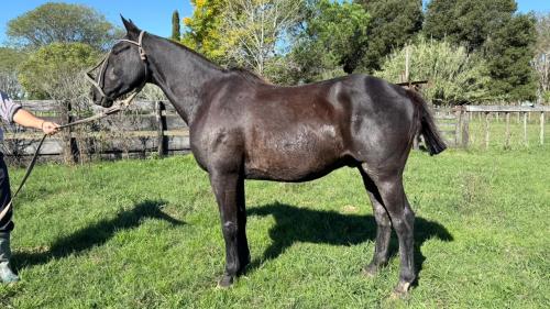 Caballo zaino super manso y de trabajo