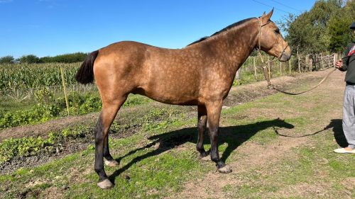 Caballo manso bayo encerado cabos negros