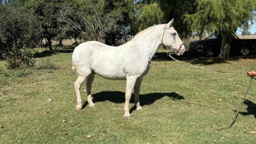 Caballo Overo Azulejo de 10 años muy buena mansedumbre